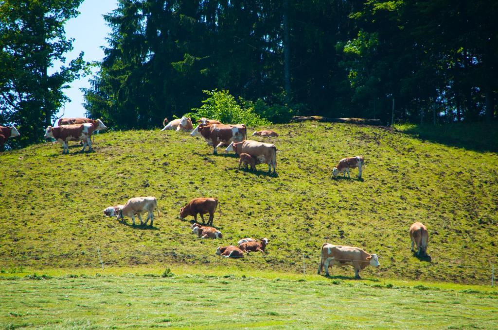 Gasthof Koglerhof Ternberg Exteriér fotografie